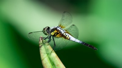 ​豆娘和蜻蜓的区别