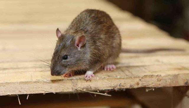 怎样有效的驱赶老鼠(怎么赶走老鼠有效方法)
