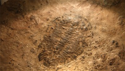 ​化石是怎么形成的