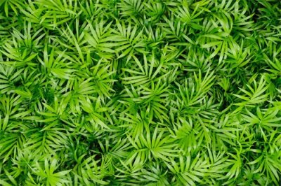 ​袖珍椰子秋天怎么养