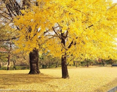 ​银杏寓意和象征意义（银杏寓意和象征意义介绍）