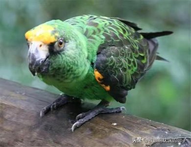 ​“永远第二”的贾丁氏鹦鹉和非洲灰鹦鹉之间 到底差了什么？