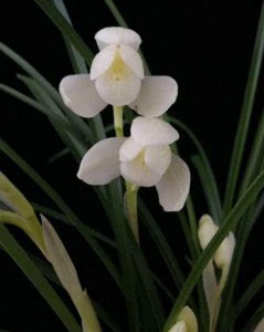 ​云南莲瓣兰素花极品永怀素