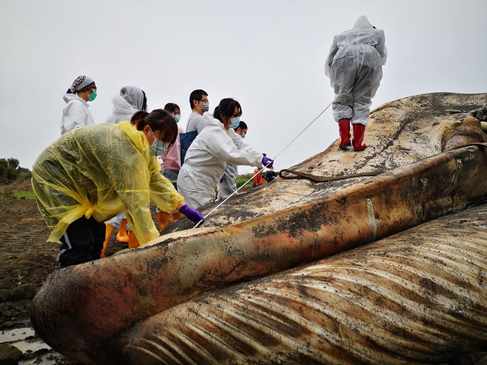 鲸搁浅考验海保救援网即刻救援能力，也累积了珍贵经验。图片来源：海保署