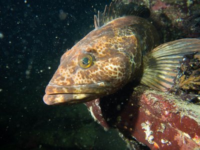​新研究显示太平洋蛇鳕平均每天都会长出和掉20颗牙齿