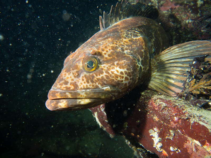 新研究显示太平洋蛇鳕平均每天都会长出和掉20颗牙齿