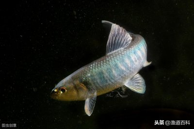 ​路亚亮片为什么可以钓到鱼？鱼会对铁片产生兴趣？原来原因在这里