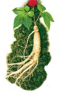 ​你听说过东北四大宝么？