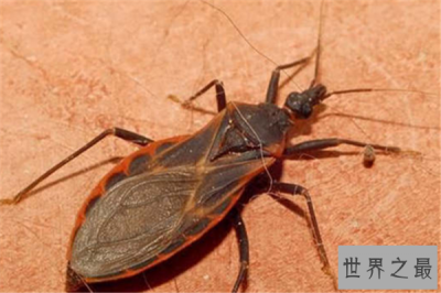 ​十大吸血昆虫：蜱虫臭虫均上榜 第二常见又讨厌