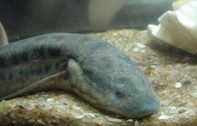 世界上最懒的肺鱼,钻进地里睡觉,一睡就几年