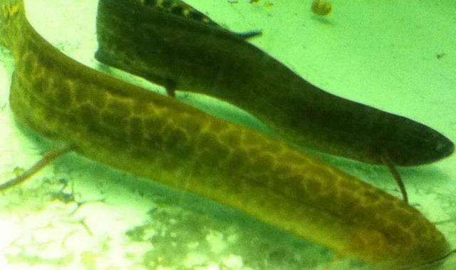 世界上最懒的肺鱼,钻进地里睡觉,一睡就几年