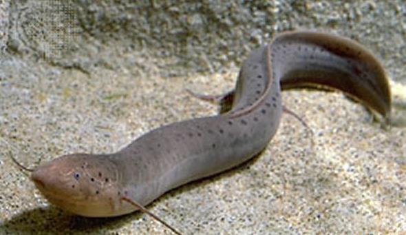 世界上最懒的肺鱼,钻进地里睡觉,一睡就几年