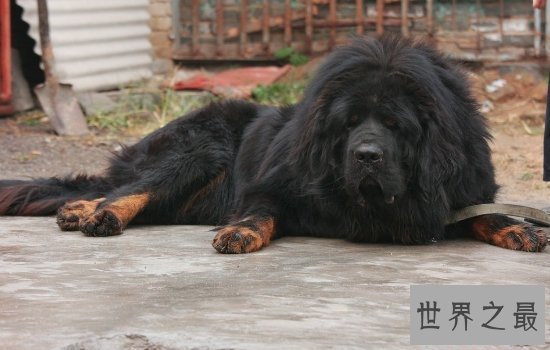 世界上最大的狗“大乔治”不幸离世,生前受到许多人的厚爱!