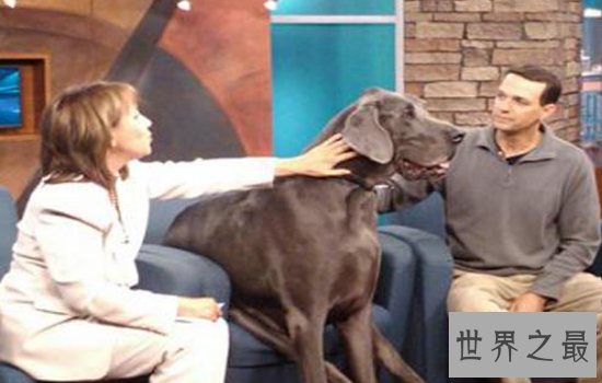 世界上最大的狗“大乔治”不幸离世,生前受到许多人的厚爱!