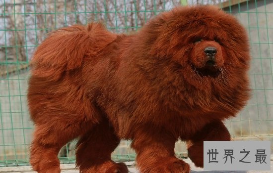 世界上最大的狗“大乔治”不幸离世,生前受到许多人的厚爱!