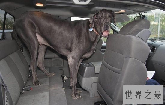 世界上最大的狗“大乔治”不幸离世,生前受到许多人的厚爱!