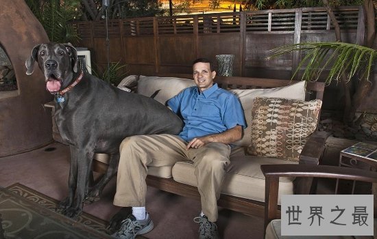 世界上最大的狗“大乔治”不幸离世,生前受到许多人的厚爱!