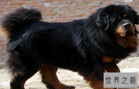 世界上最大的狗“大乔治”不幸离世,生前受到许多人的厚爱!