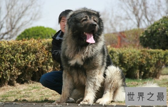 世界上最大的狗“大乔治”不幸离世,生前受到许多人的厚爱!