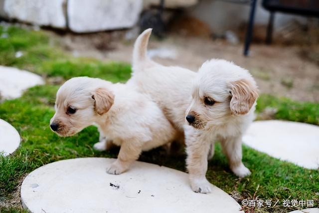 纯种藏獒和狮子哪个大（曾卖出4000万的天价）(1)