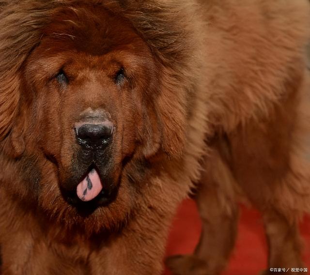 纯种藏獒和狮子哪个大（曾卖出4000万的天价）(4)