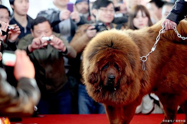 纯种藏獒和狮子哪个大（曾卖出4000万的天价）(8)
