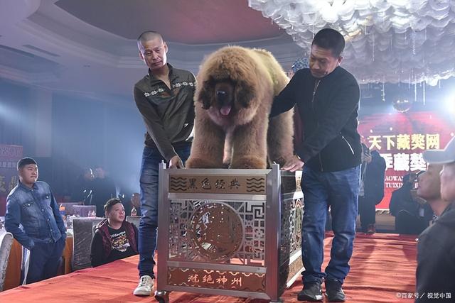 纯种藏獒和狮子哪个大（曾卖出4000万的天价）(7)