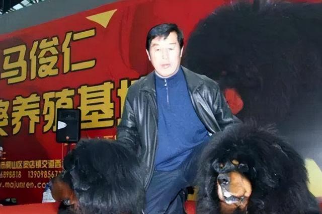 纯种藏獒和狮子哪个大（曾卖出4000万的天价）(3)