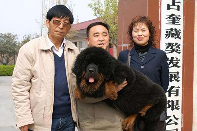 纯种藏獒和狮子哪个大（曾卖出4000万的天价）(5)