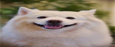 ​家有小孩可以养什么小狗