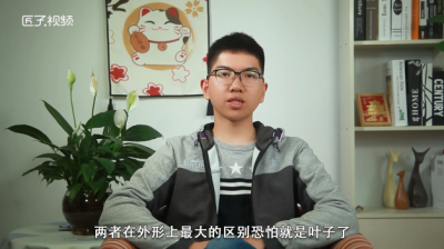 ​九层塔和荆芥的区别