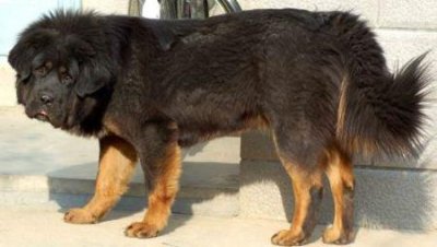 ​狗狗食量正常却体重不增？探究背后可能的四大真相