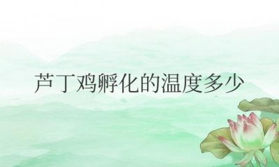 ​芦丁鸡孵化的温度多少合适