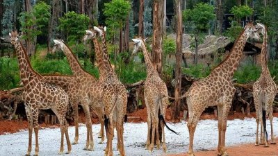 ​你知道动物园里动物们的寿命到底有多长吗？