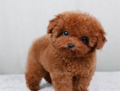 ​贵宾泰迪犬多少钱一只