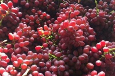 ​克伦生葡萄种植技术