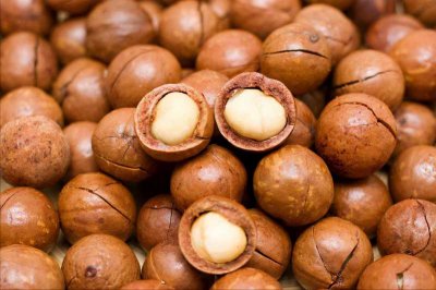 ​夏威夷果（）名字叫乱了的夏威夷果，狗吃了会中毒，为什么如此昂贵？）