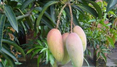 ​芒果能不能放冰箱,芒果能放冰箱保鲜保存吗