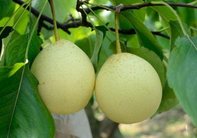 ​秋梨具有很好的保健养生功效，清心润肺，适用于小儿咳嗽