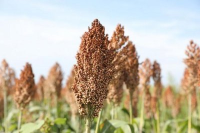 ​陕西西凤酒厂集团有限公司 陕西西凤酒厂集团有限公司招聘