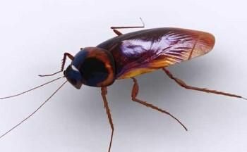 我家里有鼩鼱怎么处理，老鼠嘴又尖又长,眼睛很小比芝麻还小,体长5cm左右，叫起来声音很尖锐，是什么品种？要照片。不是鼹鼠？图6