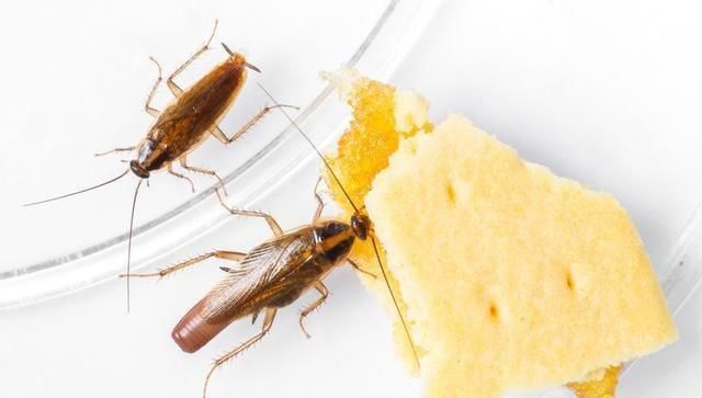 我家里有鼩鼱怎么处理，老鼠嘴又尖又长,眼睛很小比芝麻还小,体长5cm左右，叫起来声音很尖锐，是什么品种？要照片。不是鼹鼠？图8