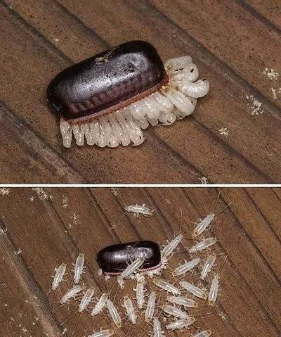 我家里有鼩鼱怎么处理，老鼠嘴又尖又长,眼睛很小比芝麻还小,体长5cm左右，叫起来声音很尖锐，是什么品种？要照片。不是鼹鼠？图7