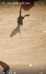 ​我家里有鼩鼱怎么处理，老鼠嘴又尖又长,眼睛很小比芝麻还小,体长5cm左右，叫