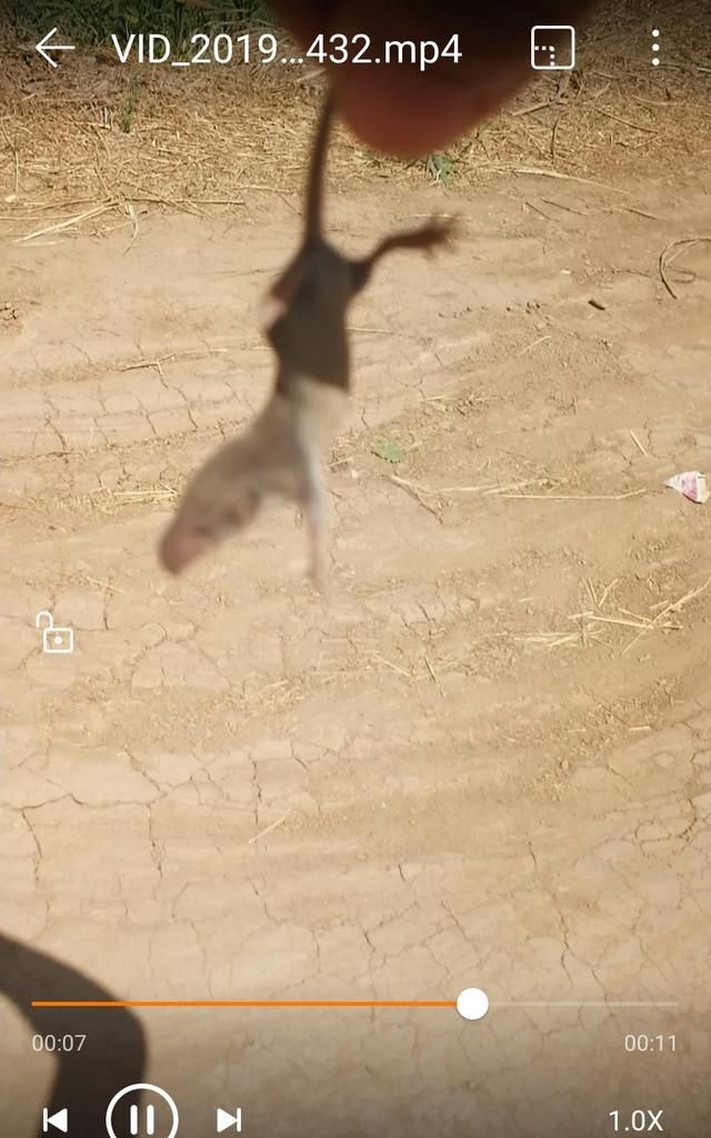 我家里有鼩鼱怎么处理，老鼠嘴又尖又长,眼睛很小比芝麻还小,体长5cm左右，叫起来声音很尖锐，是什么品种？要照片。不是鼹鼠？图1