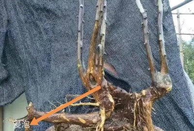 ​漂亮的金豆盆景，都是做好了这4点，长得旺果子多