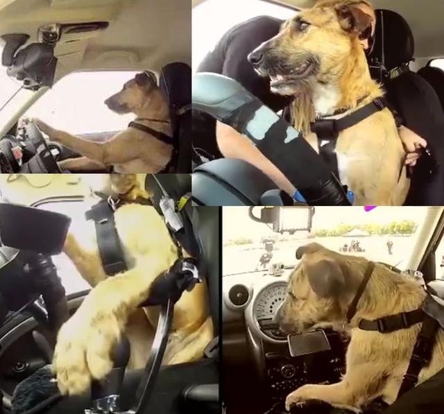 狗狗不晕车训练方法（狗狗8个星期学会开车很厉害）(6)