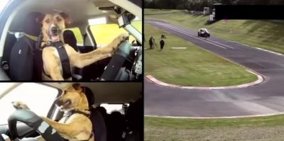 ​狗狗不晕车训练方法（狗狗8个星期学会开车很厉害）