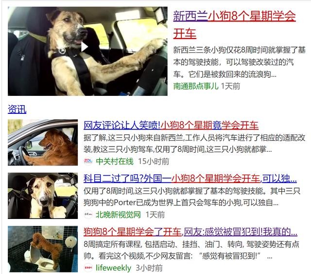 狗狗不晕车训练方法（狗狗8个星期学会开车很厉害）(17)