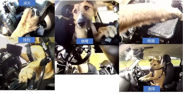 狗狗不晕车训练方法（狗狗8个星期学会开车很厉害）(3)
